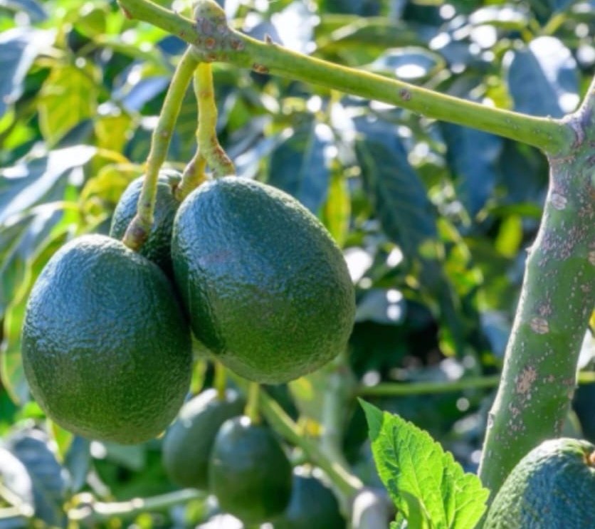 Avocado