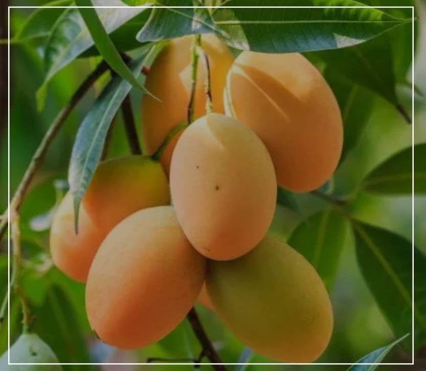 Mango