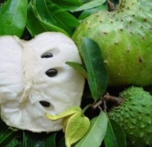 Soursop seedling