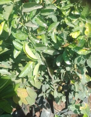 Lemon Seedling