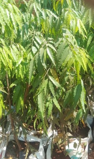 Ashok (Ashoka) Tree Seedling