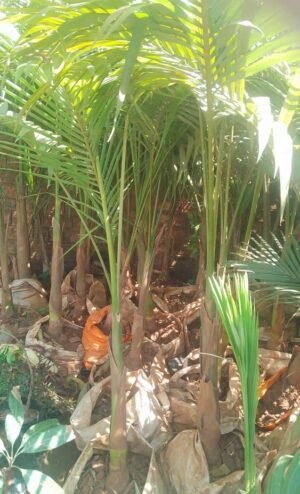 Palm Tree Seedling