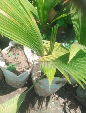 Bulicardia Seedling