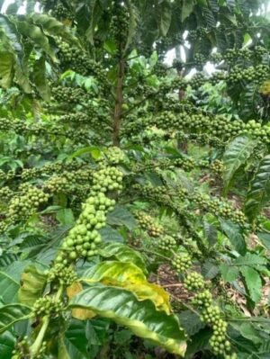 Coffee Seedling
