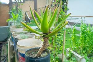 Aloe Vera Seedling