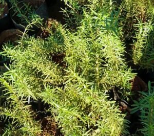 Rosemary (Seedling)