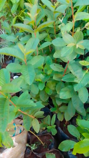 Guava (Seedling)