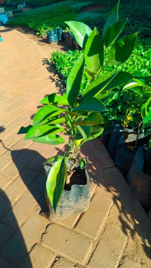 Mangada (Seedling)
