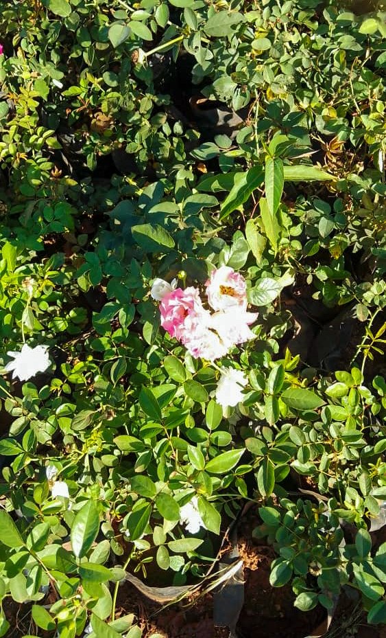 Roses
