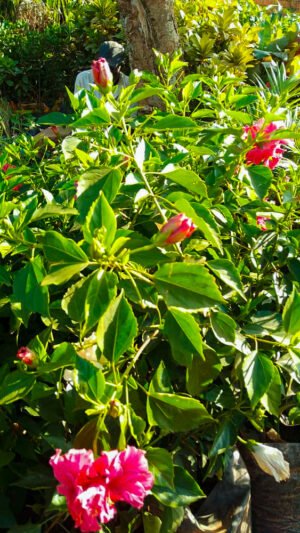Rose (Seedling)