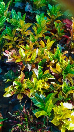 Poolton (Seedling)