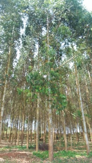 Eucalyptus GU7 (Seedling)