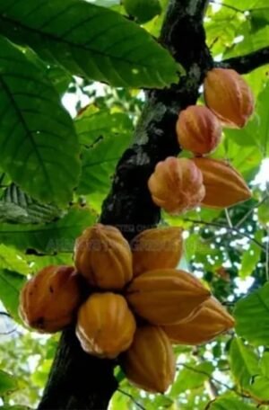 Cocoa Fruit (Seedling)